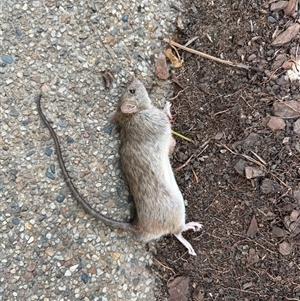 Rattus rattus at Idalia, QLD - 20 Sep 2025 by dino71