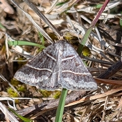 Antasia flavicapitata (Yellow-headed Heath Moth (Oenochrominae)) at Yass River, NSW - 20 Sep 2025 by SenexRugosus