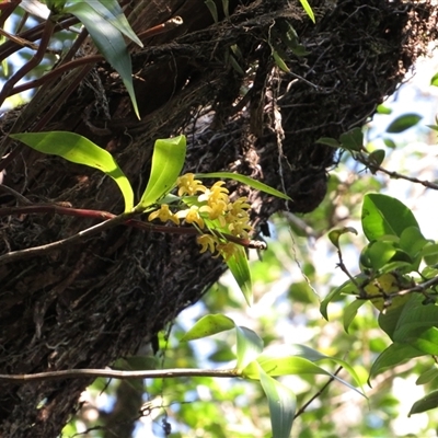 Dendrobium gracilicaule at Caparra, NSW - 19 Sep 2025 by maznee