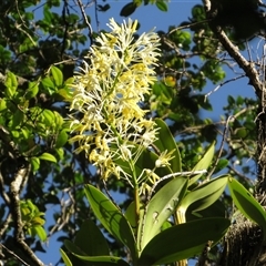 Dendrobium speciosum (Rock Lily) at Caparra, NSW - 19 Sep 2025 by maznee