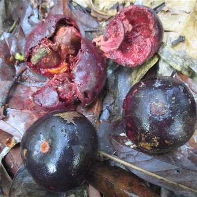 Garcinia warrenii (indigenous mangosteen) at Syndicate, QLD - 21 Jan 2015 by JasonPStewart