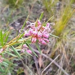 Grevillea sericea at Bundanoon, NSW - 20 Sep 2025 by Aussiegall