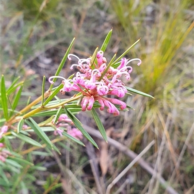 Grevillea sericea at Bundanoon, NSW - 20 Sep 2025 by Aussiegall