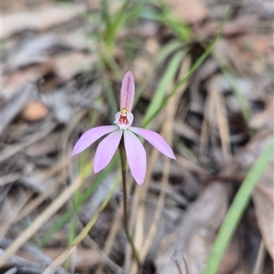 Caladenia fuscata at Little Billabong, NSW - 20 Sep 2025 by KDurant