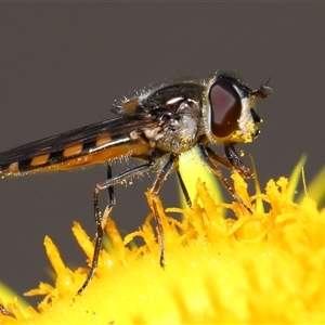 Melangyna viridiceps (Hover fly) at Acton, ACT - 19 Sep 2025 by TimL