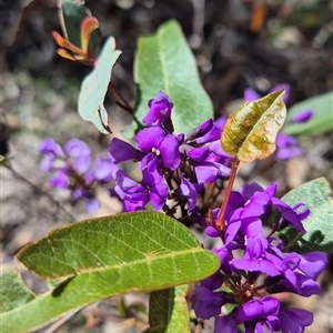 Hardenbergia violacea (False Sarsaparilla) at Little Billabong, NSW - 20 Sep 2025 by KDurant
