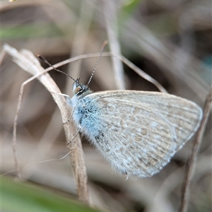 Zizina otis (Common Grass-Blue) at Holder, ACT - 19 Sep 2025 by Miranda