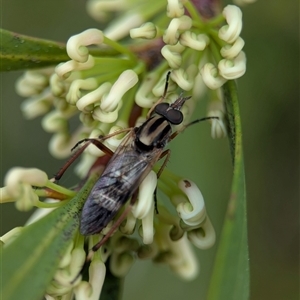Ectinorhynchus sp. (genus) (A Stiletto Fly) at Holder, ACT - 19 Sep 2025 by Miranda