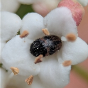 Eurhopalus froggatti (Dermestid beetle, Skin beetle) at Holder, ACT - 19 Sep 2025 by Miranda