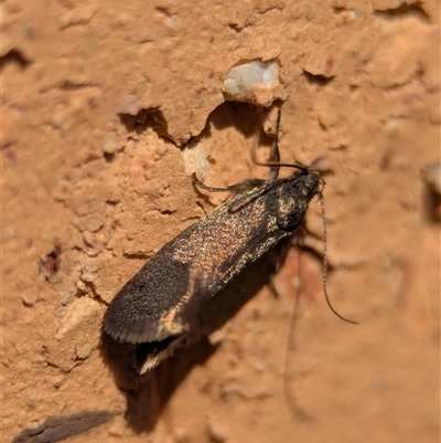 Leistomorpha brontoscopa (A concealer moth) at Holder, ACT - 20 Sep 2025 by Miranda
