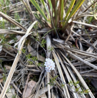 Leucopogon virgatus (Common Beard-heath) at Aranda, ACT - 20 Sep 2025 by rhyshardy