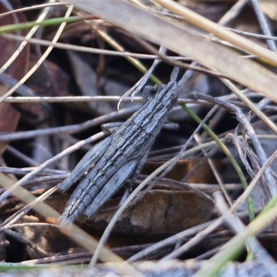 Coryphistes ruricola (Bark-mimicking Grasshopper) at Captains Flat, NSW - 20 Sep 2025 by Csteele4
