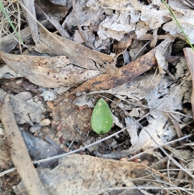Eriochilus cucullatus (Parson's Bands) at Captains Flat, NSW - 20 Sep 2025 by Csteele4