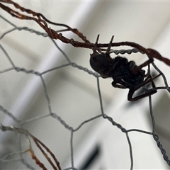 Unverified Spider at Dunbogan, NSW - 20 Sep 2025 by LPW
