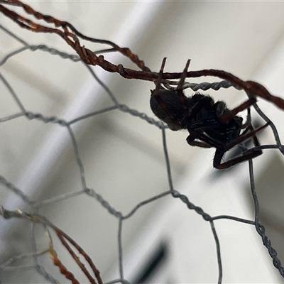 Unverified Spider at Dunbogan, NSW - 20 Sep 2025 by LPW