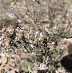 Styphelia attenuata (Small-leaved Beard Heath) at Aranda, ACT - 20 Sep 2025 by rhyshardy