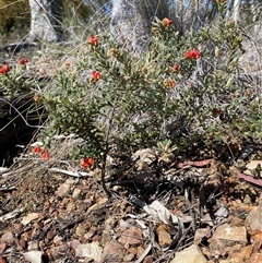 Grevillea alpina (Mountain Grevillea / Cat's Claws Grevillea) at Bruce, ACT - 20 Sep 2025 by rhyshardy