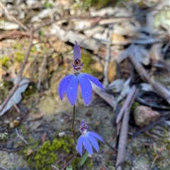 Caladenia caerulea (Blue Fingers, Blue Fairies) at Bruce, ACT - 20 Sep 2025 by rhyshardy