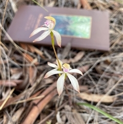 Caladenia ustulata (Brown Caps) at Bruce, ACT - 20 Sep 2025 by rhyshardy