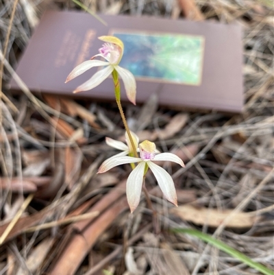 Caladenia ustulata (Brown Caps) at Bruce, ACT - 20 Sep 2025 by rhyshardy