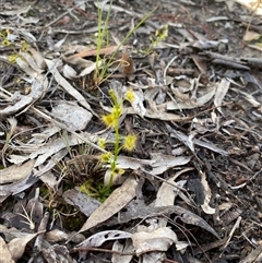 Drosera (genus) (A Sundew) at Bruce, ACT - 20 Sep 2025 by rhyshardy