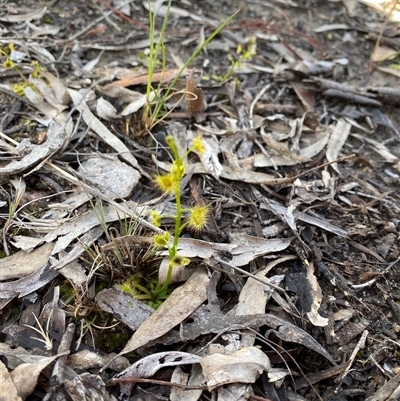 Drosera (genus) (A Sundew) at Bruce, ACT - 20 Sep 2025 by rhyshardy