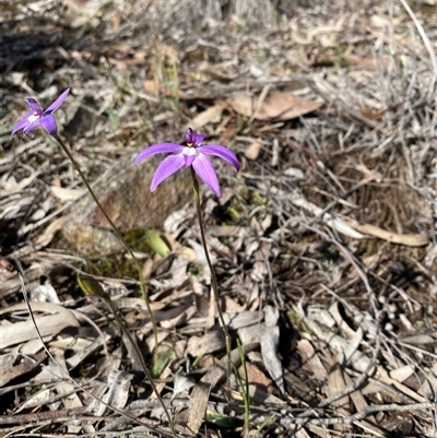 Glossodia major (Wax Lip Orchid) at Bruce, ACT - 20 Sep 2025 by rhyshardy