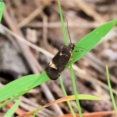 Leistomorpha brontoscopa (A concealer moth) at Leneva, VIC - 20 Sep 2025 by KylieWaldon