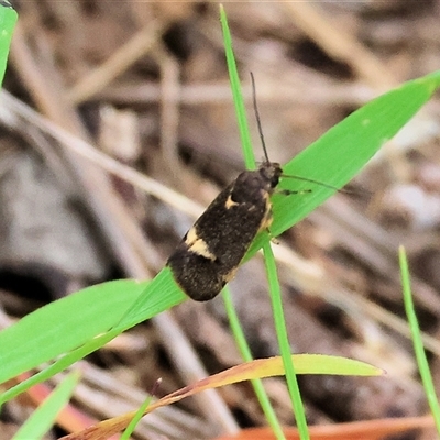 Leistomorpha brontoscopa (A concealer moth) at Leneva, VIC - 20 Sep 2025 by KylieWaldon