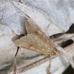Achyra (genus) (Unidentified Achyra) at Wodonga, VIC - 20 Sep 2025 by KylieWaldon