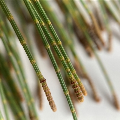 Allocasuarina littoralis at Kenny, ACT - 19 Sep 2025 by waltraud