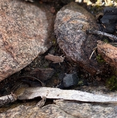 Goniaea sp. (genus) (A gumleaf grasshopper) at Bruce, ACT - 20 Sep 2025 by rhyshardy