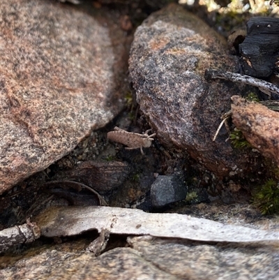 Goniaea sp. (genus) (A gumleaf grasshopper) at Bruce, ACT - 20 Sep 2025 by rhyshardy
