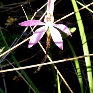 Caladenia carnea by Paul4K