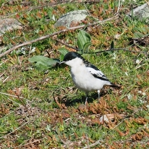 Lalage tricolor (White-winged Triller) at Whitlam, ACT - 20 Sep 2025 by Caric