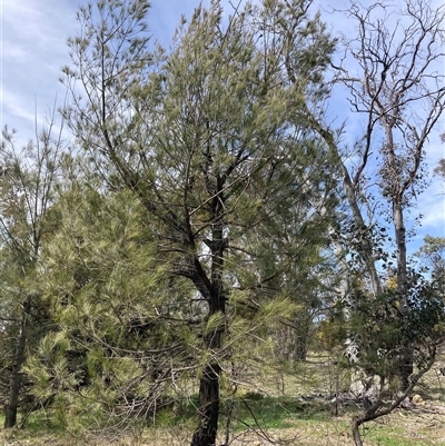 Allocasuarina littoralis (Black She-oak) at Kenny, ACT - 19 Sep 2025 by waltraud