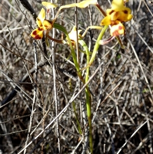 Diuris goonooensis (Western Donkey Orchid) by Paul4K