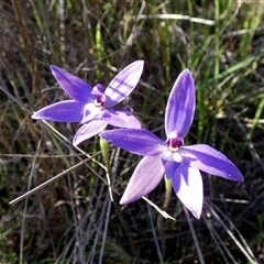 Glossodia major (Wax Lip Orchid) at Murga, NSW - 15 Sep 2025 by Paul4K