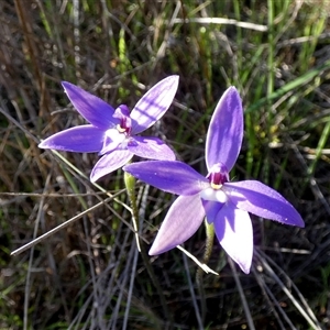 Glossodia major (Wax Lip Orchid) at Murga, NSW - 15 Sep 2025 by Paul4K