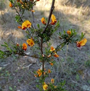 Pultenaea (genus) by Paul4K