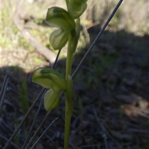 Hymenochilus muticus by Paul4K