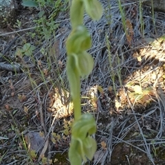 Hymenochilus bicolor (ACT) = Pterostylis bicolor (NSW) by Paul4K