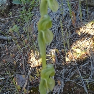 Hymenochilus bicolor (ACT) = Pterostylis bicolor (NSW) by Paul4K