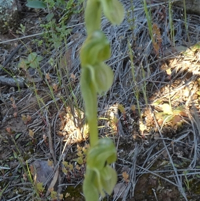 Hymenochilus bicolor (ACT) = Pterostylis bicolor (NSW) at  - suppressed by Paul4K