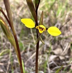 Diuris sp. (A Donkey Orchid) at Hall, ACT - 19 Sep 2025 by strigo