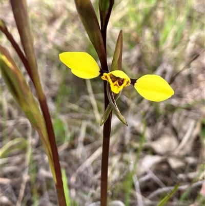Diuris sp. (A Donkey Orchid) at Hall, ACT - 19 Sep 2025 by strigo