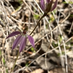 Caladenia carnea (Pink Fingers) at Hall, ACT - 20 Sep 2025 by strigo