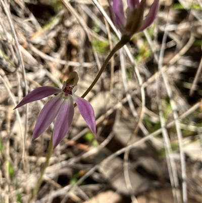 Caladenia carnea (Pink Fingers) at Hall, ACT - 20 Sep 2025 by strigo