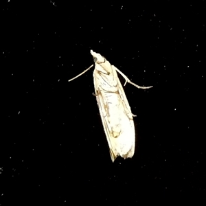 Philobota (genus) (Unidentified Philobota genus moths) at Murga, NSW - 15 Sep 2025 by Paul4K