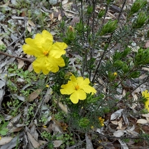 Unverified Other Wildflower or Herb by Paul4K